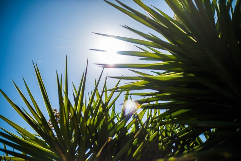 青空の下、植物の葉越しに差し込む強い夏の日差し。更年期世代が暑熱順化で備えたい夏の暑さのイメージ。