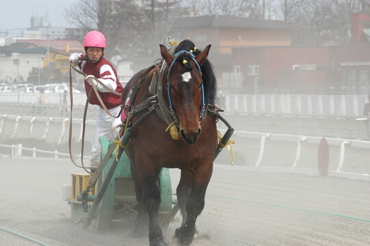 ばんえい競馬のレース中、砂煙を上げながら力強くソリを引いて進むばん馬と騎手。帯広の厳しい自然と開拓の歴史を感じさせる。