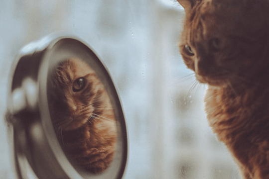 丸い鏡に映る茶色い猫が、鏡の前の茶色い猫と向き合っています。