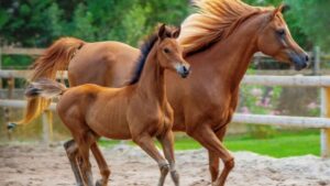 2026年丙午（ひのえうま）の運気を味方にする開運グッズのご紹介。親子の馬が走る躍動感のあるアイキャッチ画像。