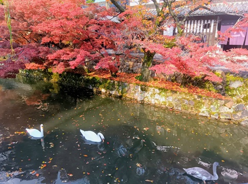 倉敷美観地区の運河。紅葉に色づいた木々の下を、黒鳥と白鳥が浮かんでいる、風情ある秋の景色。