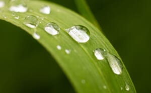 水滴が光る清涼感のある緑の葉｜30〜50代男性のデリケートゾーンのニオイ対策