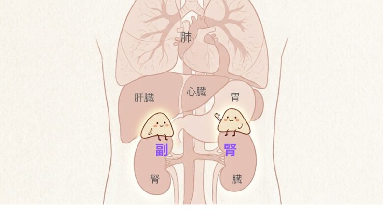 副腎の位置を示す体内イラスト。腎臓の上にある副腎が更年期の疲労やだるさに関係することを解説